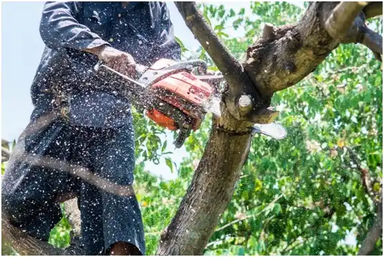 tree services Drummond